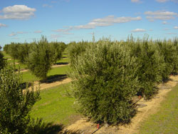 Olive Trees